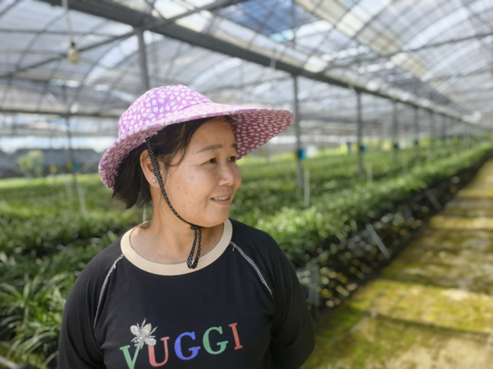 65岁的任善招，管着村里的两个兰花大棚。新京报记者 周怀宗 摄