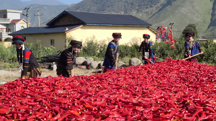 △喜德县喜迎辣椒丰收。图据乡村振兴博览园