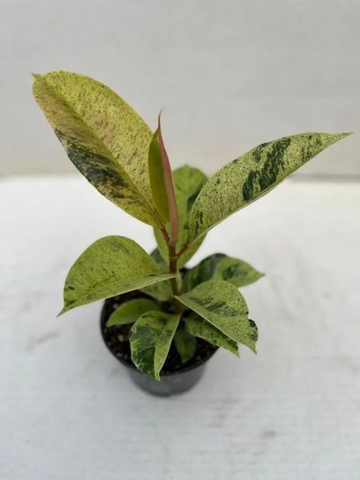 五种适合长期养室内的大叶子植物,小众,耐看,价格平民|万年青|斑纹|印度榕_新浪新闻