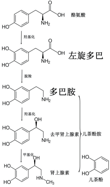 帕金森病的研究之旅