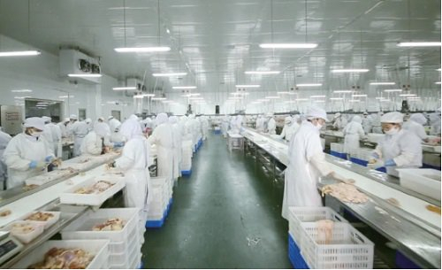 　　图为在鞍山市九股河食品有限责任公司的生食车间里，忙碌在生产线上的工人们将肉鸡快速分解。