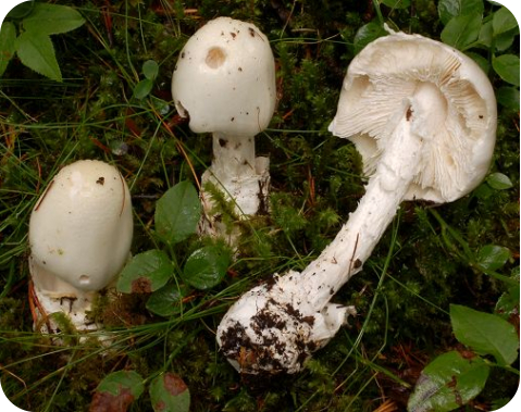 鳞柄鹅膏 （剧毒）