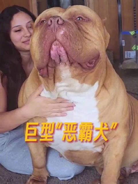 体重将近200斤的巨型恶霸犬 吃饭用锅