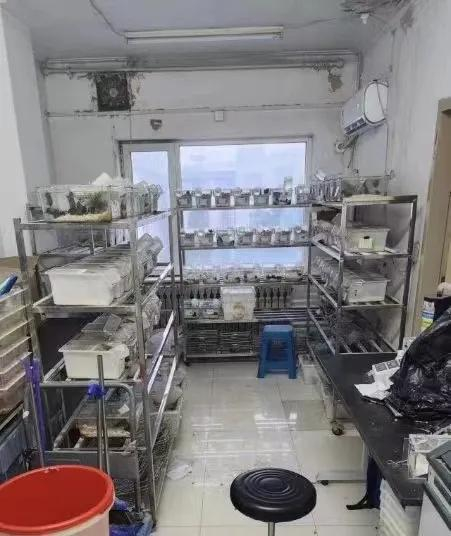 小宁工作的实验室（顶端新闻）