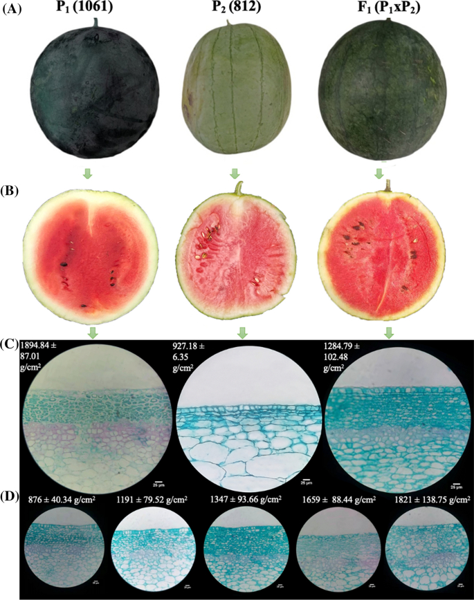 不同西瓜品种（P1、P2 和它们的杂交品种 F1）在果实外观、果肉截面和显微结构上的差异 图源：文献