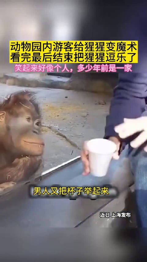 这猩猩的表情很像一个人,但想不起是谁了