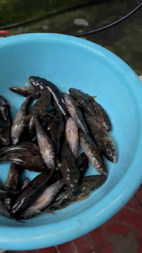 猜猜这是什么鱼?肉质鲜嫩,100块钱一斤,图一这一盘是200块钱