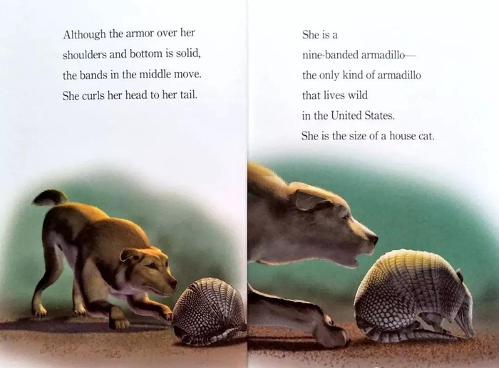 兰登step into reading分级阅读系列 3 amazing armadillos
