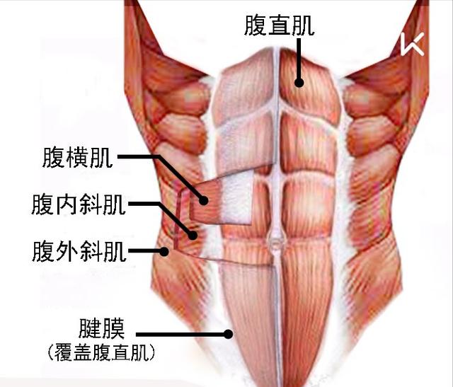 为什么你练不出腹肌?3个要点