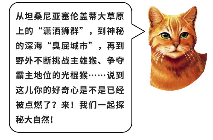 猫武士狮星图片