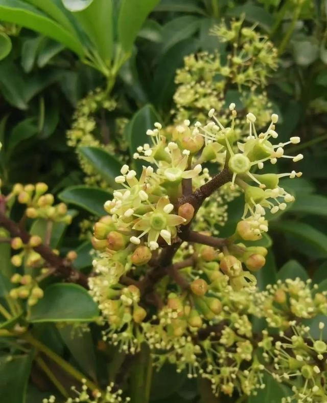 鹅掌柴怎么养?记住"3点",枝叶繁茂叶色鲜亮,养眼招财旺宅!