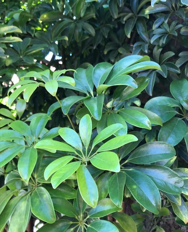 鹅掌柴怎么养?记住"3点",枝叶繁茂叶色鲜亮,养眼招财旺宅!