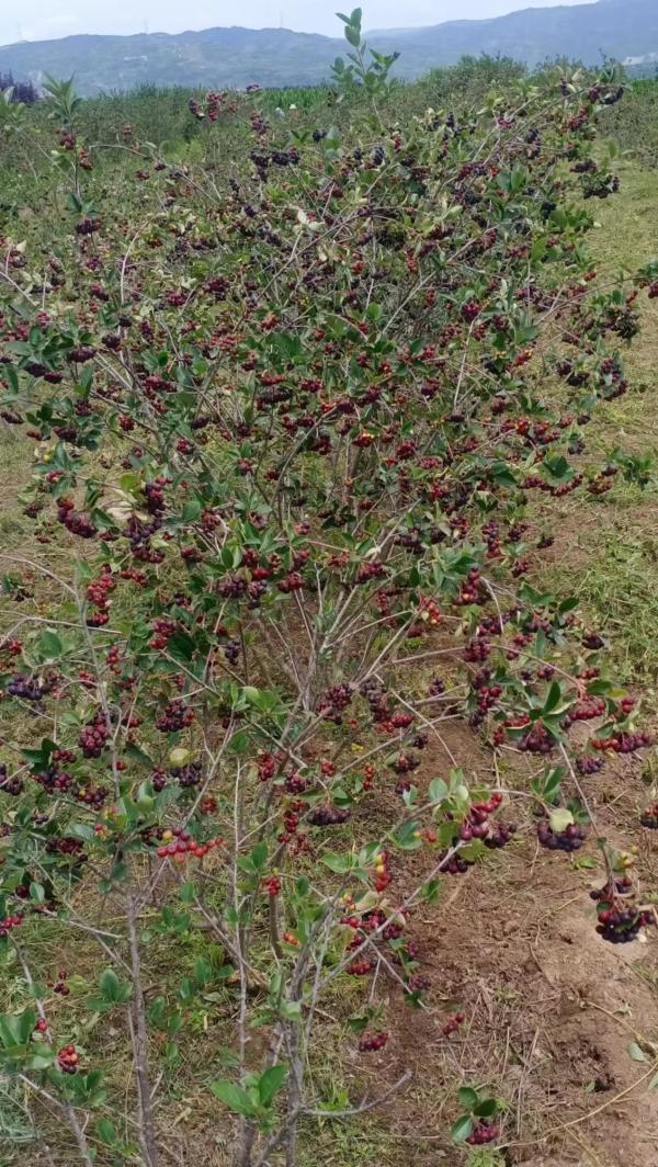 宁夏金兴源野樱莓科技有限公司在泾源县兴盛乡新旗村的黑果花楸基地。受访者 图
