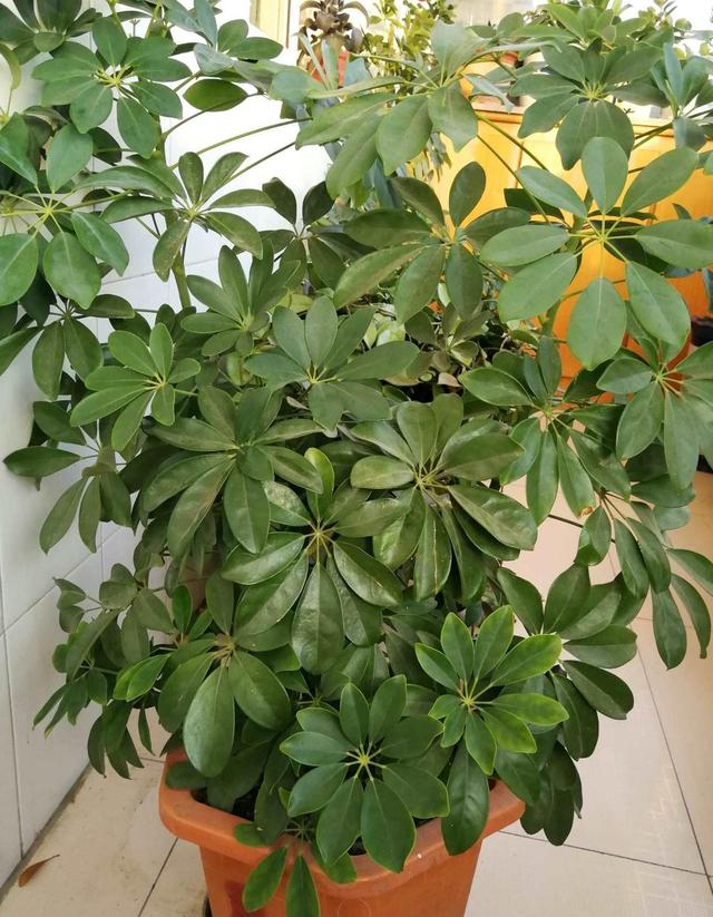 鹅掌柴怎么养?记住"3点",枝叶繁茂叶色鲜亮,养眼招财旺宅!