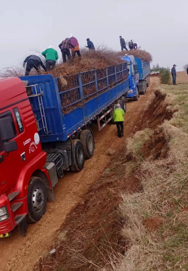 2020年11月，村民们正将黑果花楸树从车上卸下来。受访者图