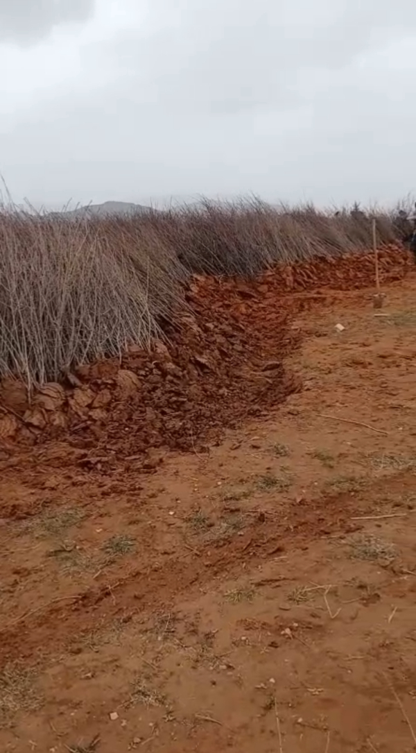 2020年底，因土地上冻，栽种不及被堆在一起的黑果花楸树。受访者 图