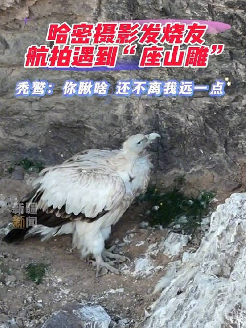 近日,哈密摄影发烧友航拍遇到自然界的"大佬"也就是俗称的