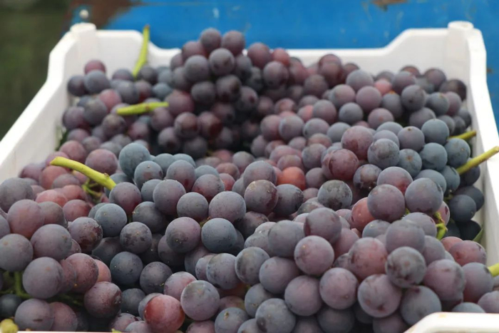 熟啦熟啦!快来郫都tao葡萄er