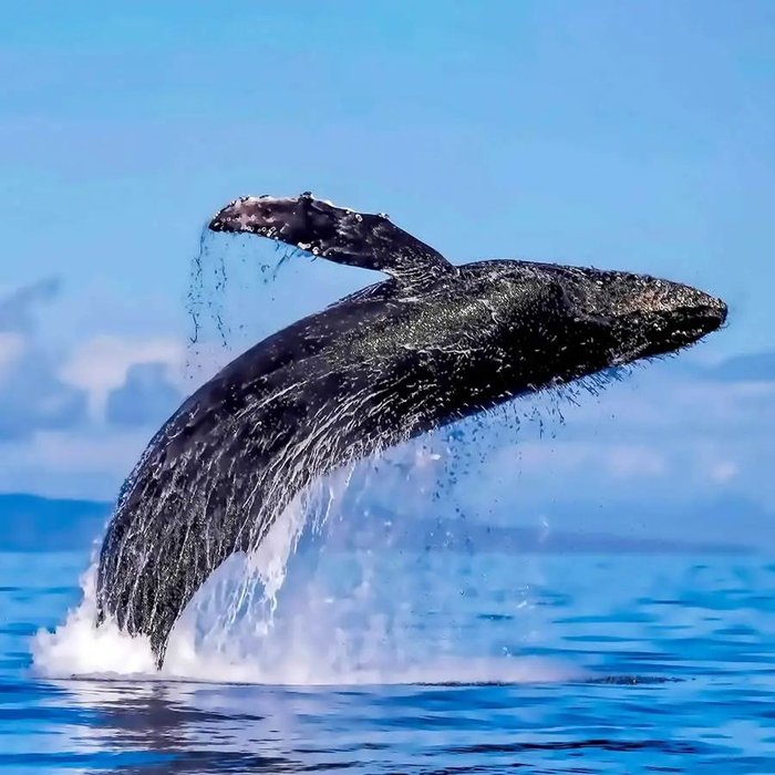 幼儿通识1001夜 | 海底动物大探秘之座头鲸
