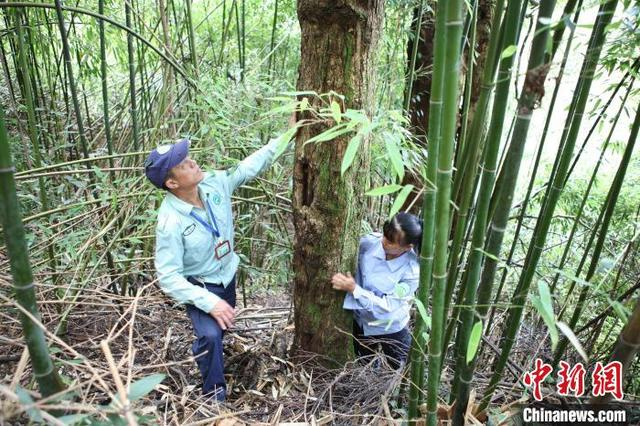 图为黄通甫、黄日秀在检查树木是否有病虫害。受访者供图