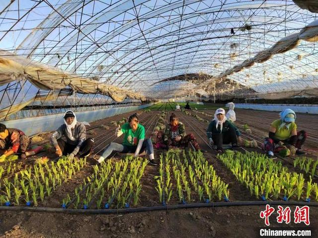 三里堡子村的村民们正在栽种香葱。张弢供图