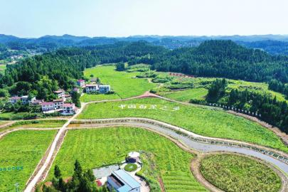 船山区永兴镇，白芷现代农业园区一隅。 遂宁观察 刘作鹏 摄