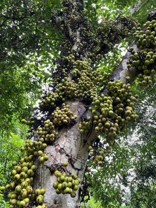 聚果榕 榕树的果实大多可食,是雨林中众多生物的粮食|自然_新浪新闻