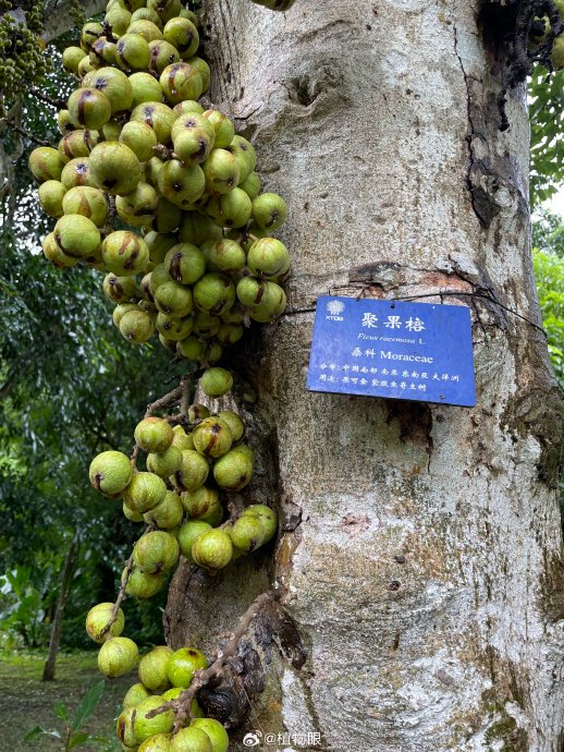 聚果榕 榕树的果实大多可食,是雨林中众多生物的粮食
