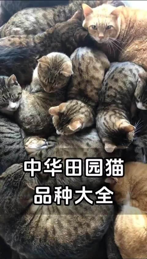 中华田园猫品种大全,快来晒晒你相册里的猫吧!