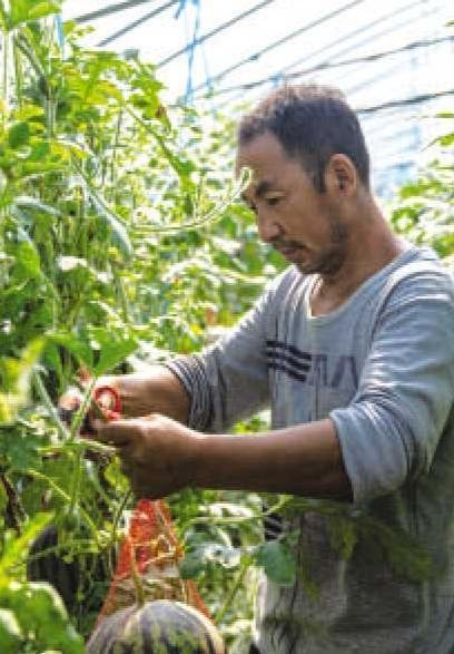 7月中旬，全椒县大墅镇致富带头人司圣友在刘兴村大马组自家的果蔬大棚采摘西瓜，销往全椒及周边城市。 张雨莲 摄