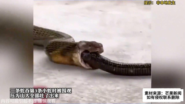 一条蛇吞第3条小蛇时被围观,压为山大全部吐了出来