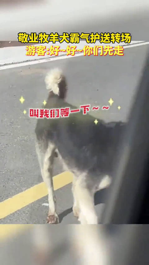 敬业牧羊犬霸气护送转场,游客_好~好~你们先走