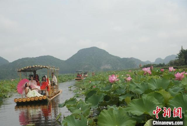 云南普者黑景区:游客赏荷戏水感受"清凉一夏"