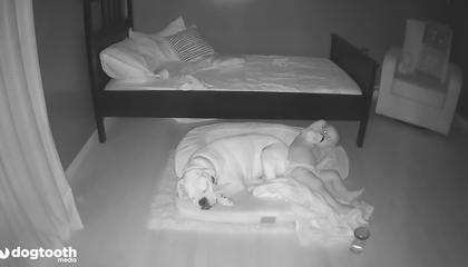 两岁宝宝每天早晨睡醒都在狗窝里,妈妈装监视器一看……笑喷了!