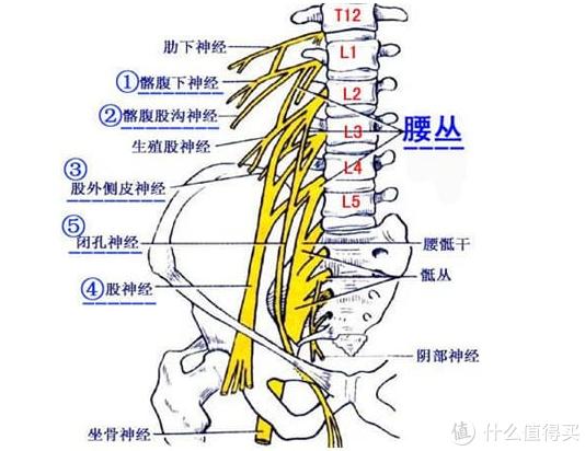 腰椎内部有脊髓和神经根通过,它们负责传递大脑与身体各部位之