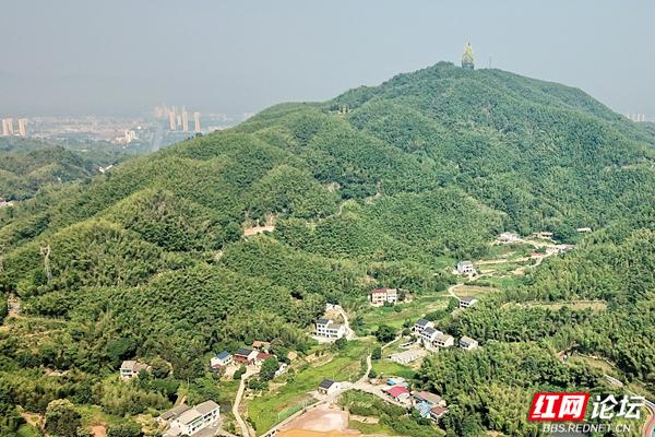 【每日一图@湖南】桃江竹海:竹业大县带来的夏日清凉
