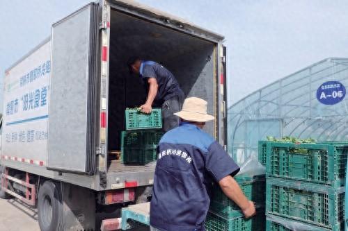 江苏苏州常熟常客隆公司在蔬菜种植基地直采分拣、进行冷链配送。 仇洁 摄