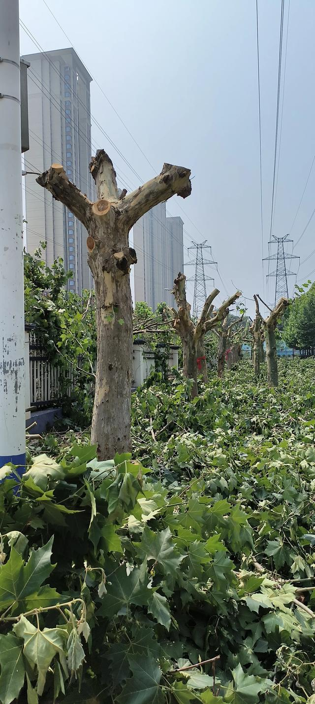 大连一片梧桐树林都被砍了头,光秃秃的有点丑!是防止生虫子吗?