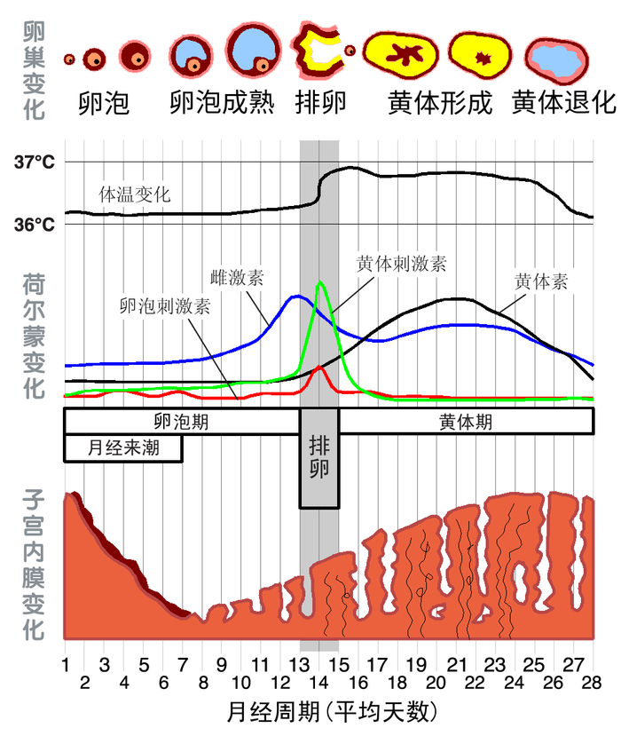 医生解答……|月经|子宫内膜_新浪新闻