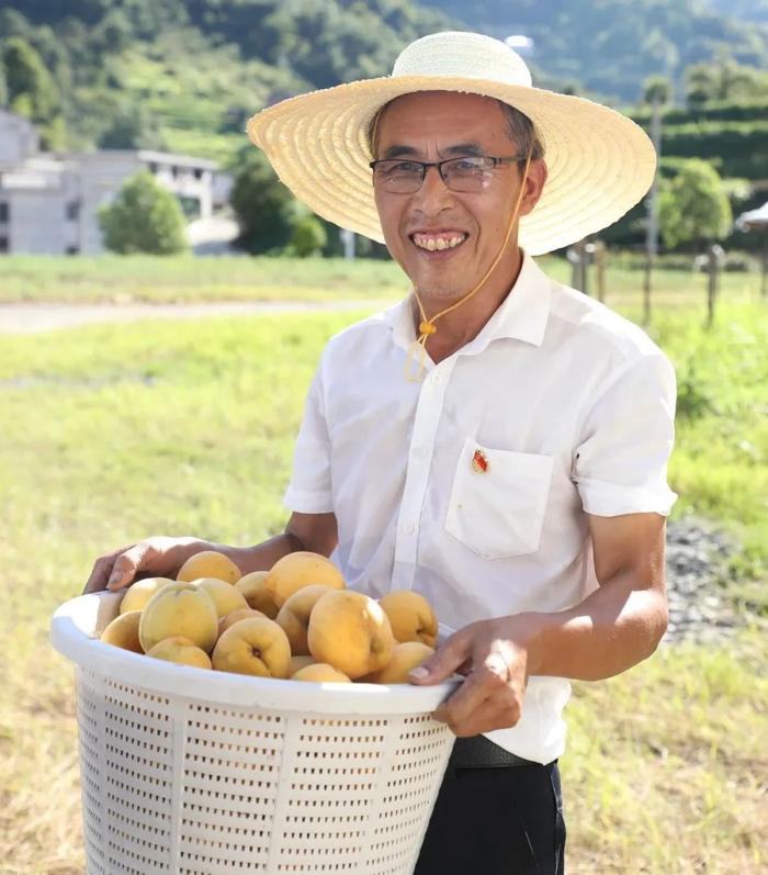 冷水江市三尖镇 满园丰景乡村兴 黄桃压枝产业旺