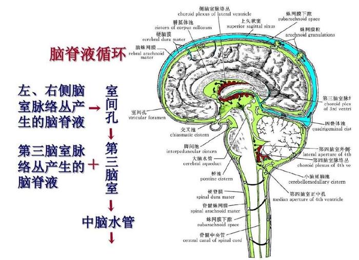 脑部鞍区图片