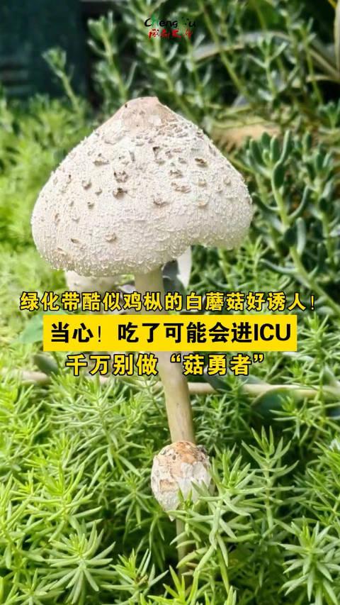 白蘑菇名字图片