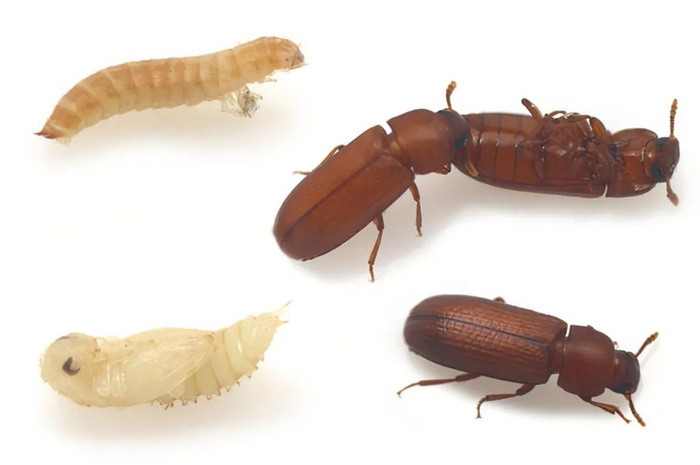 com除了赤拟谷盗,还有谷盗科的大谷盗,锯谷盗科的锯谷盗,都是"世界级"