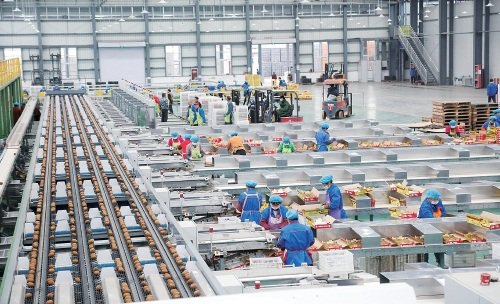 　　陕西眉县齐峰果业的车间内，工人们在分选线上忙着处理从冷库出来的猕猴桃。　受访者供图