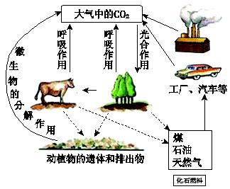 生物地理 高考中的生物循环与碳循环