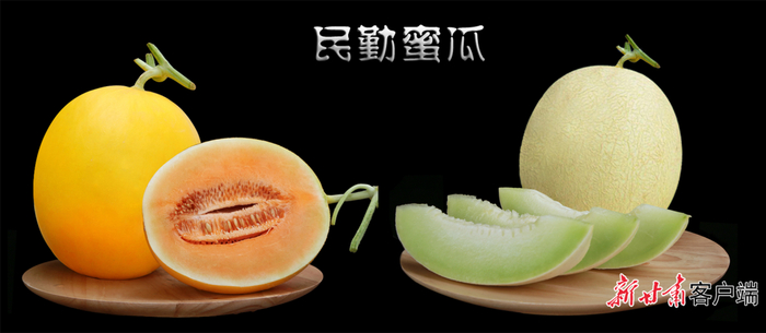 民勤蜜瓜现已成为助力当地乡村振兴的主导产业。本文图片由 省供销社 提供