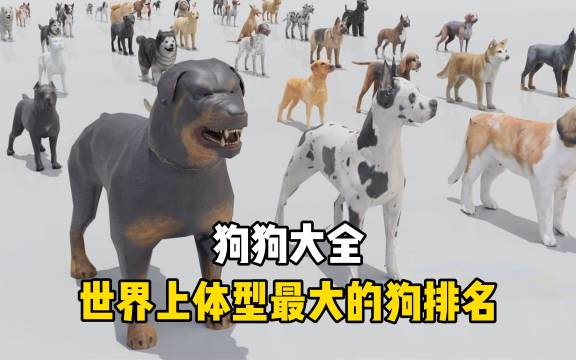 犬类体型与身高对比