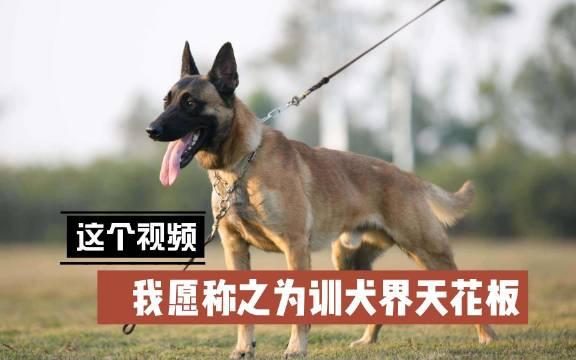 马犬身高图片