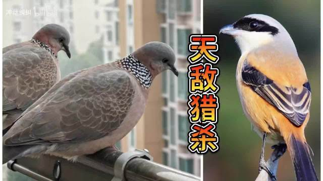 原来只目睹过红隼狩猎斑鸠的场景,竟不知伯劳也是斑鸠的致命天敌!