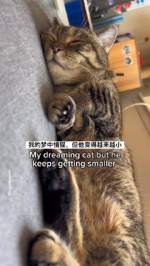 睡梦中的小猫咪